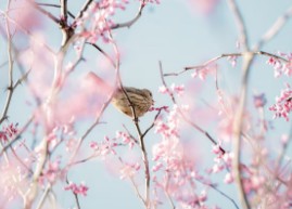 진해-군항제-벚꽃-축제-1