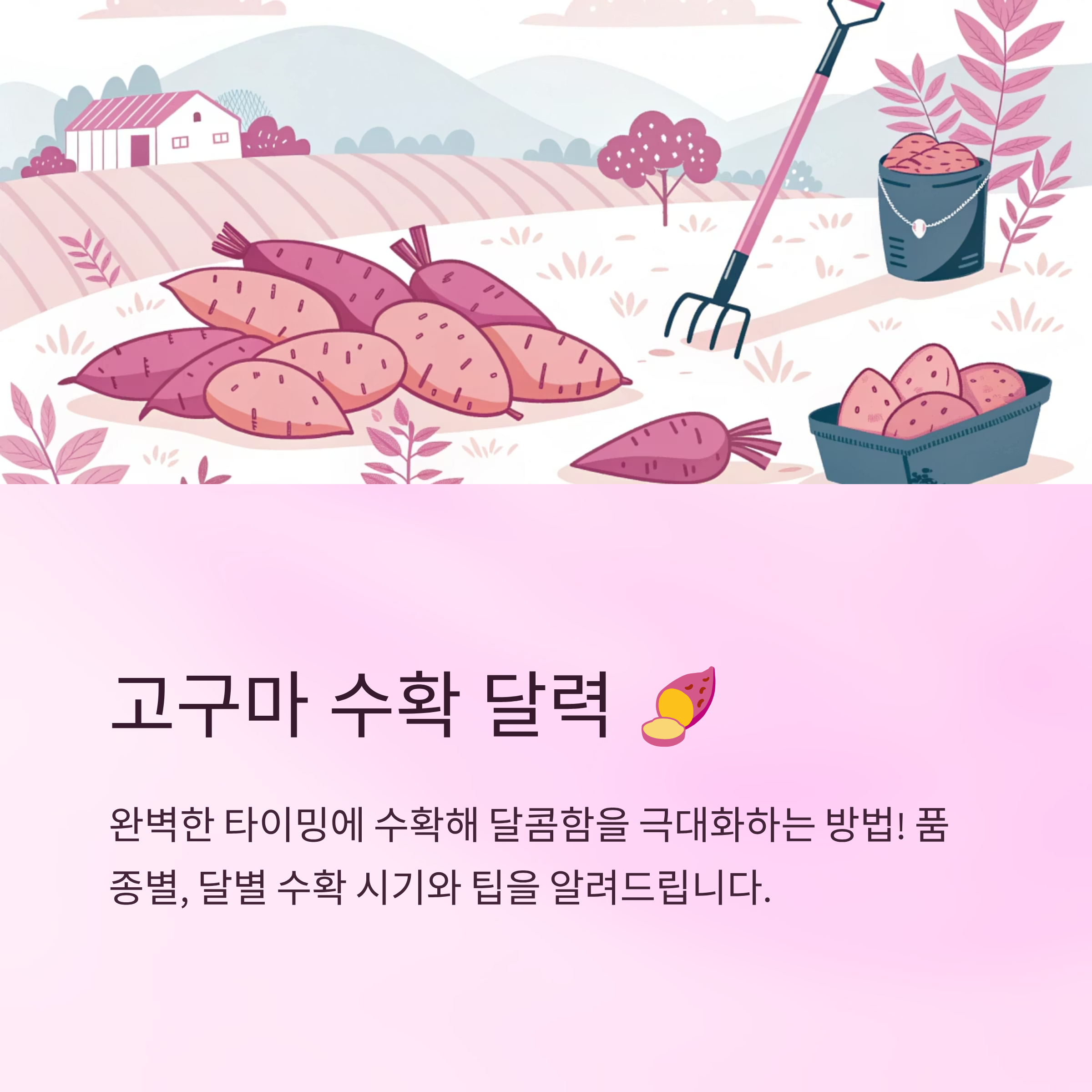 고구마수확시기 달력별 알맞은 재배팁