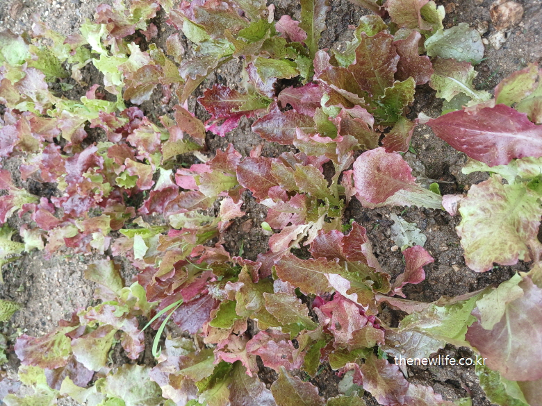 Young red leaf lettuce plants growing fresh in organic soil after rain-비가 온 뒤 유기농 흙밭에서 자라고 있는 어린 붉은 적상추