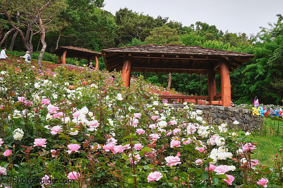 계양산장미원