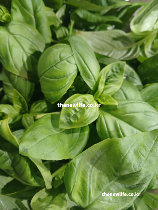 향과 영양 파괴를 막기 위해 요리 마지막 단계에 넣은 바질 효능 실물 사진