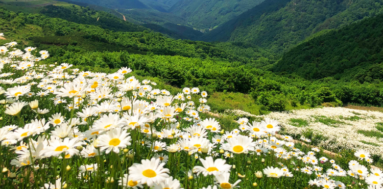 청옥산 육백마지기