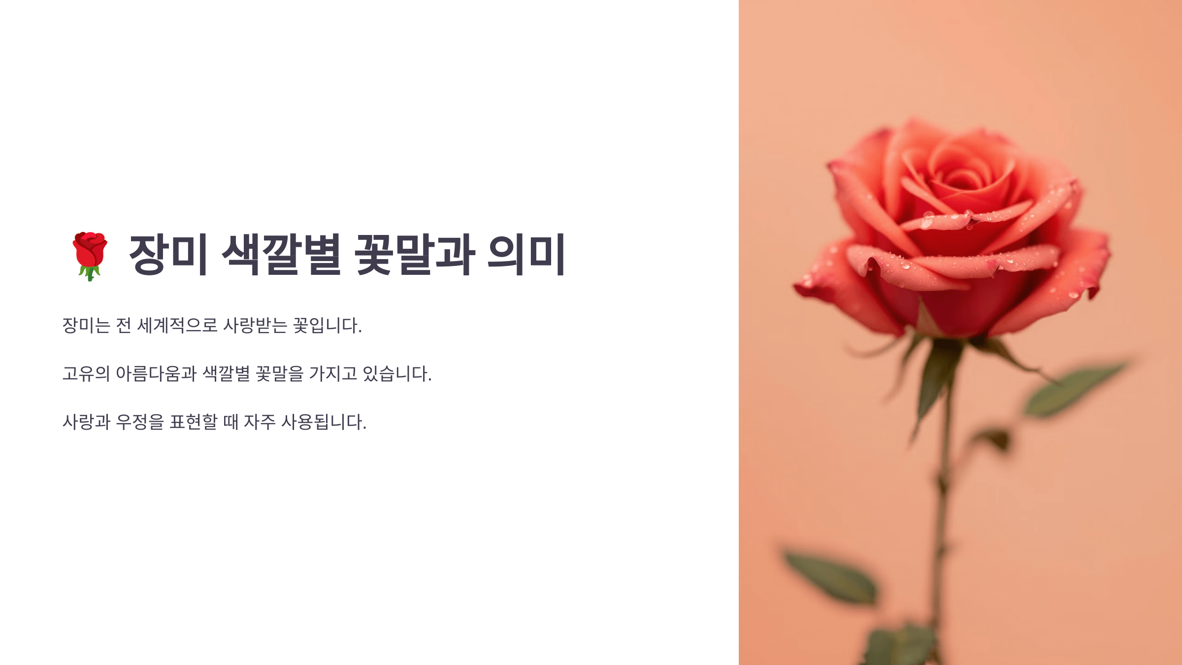 장미 사진입니다.