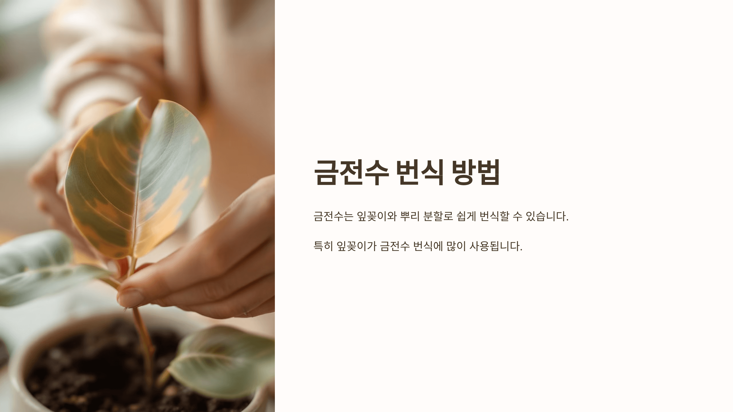 금전수와 관련된 사진입니다.