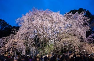 큰 벚꽃 나무 사진