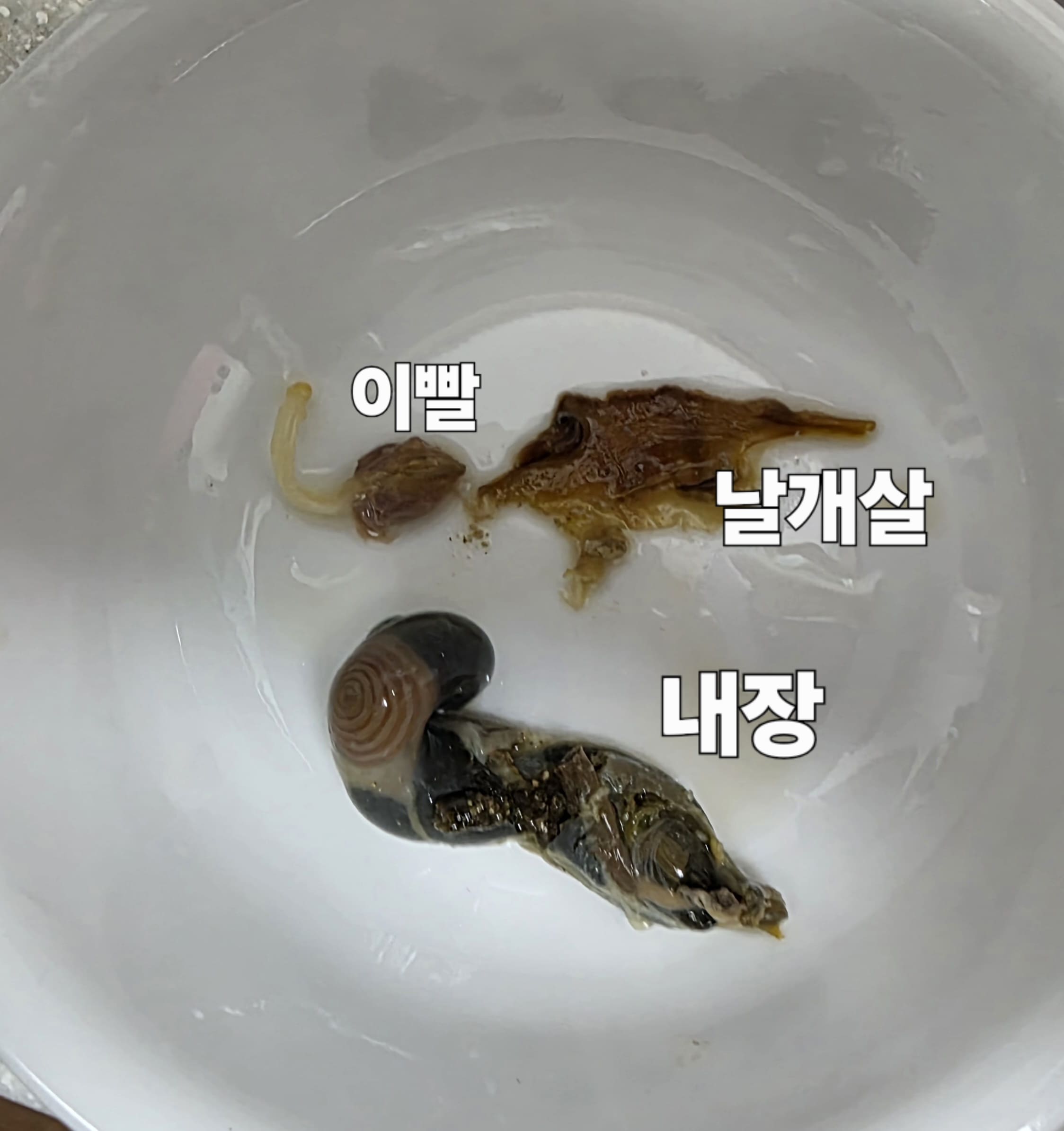 뿔소라-삶는법-안내-손질하다-보면-결국-먹는-부분은-살-부분-하나인데요.-간혹-내장-끝부분을-드시는-분도-계시지만-저는-살-부분만-좋아해서-과감히-버립니다.