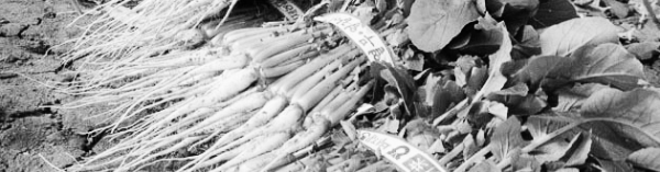 열무 키우기: 신선도 유지 중요