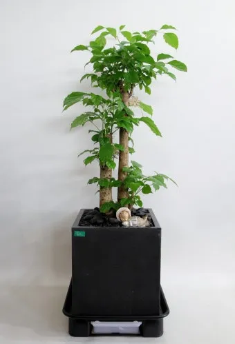 녹보수 물주기 광량관리 환기요령 비료주기 침실 거실 추천_9