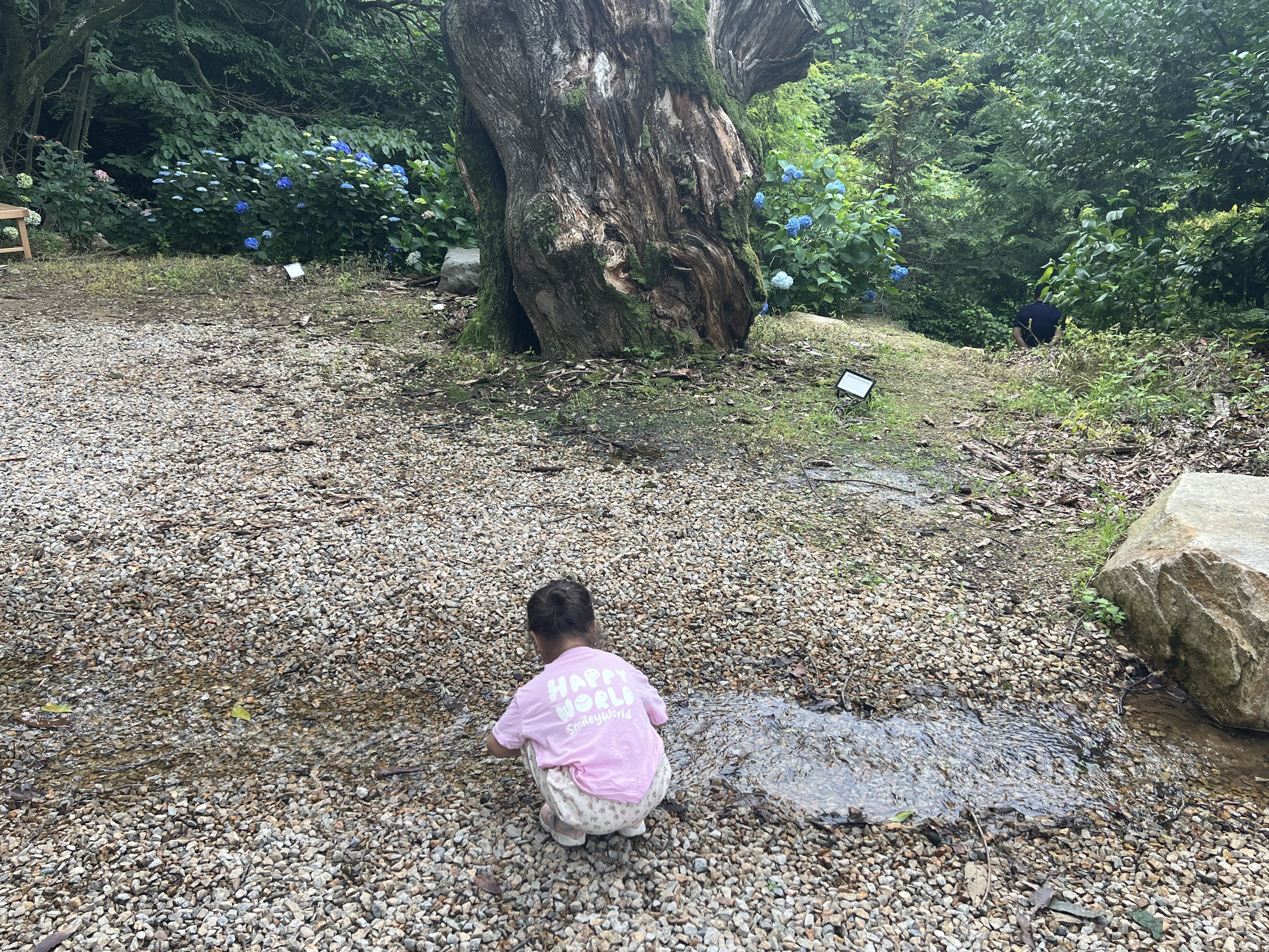 어실정원, 계곡물, 수국감상