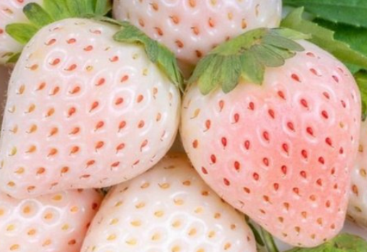 딸기 마니아를 위한 희귀 품종 소개 (만년설, 킹스베리)