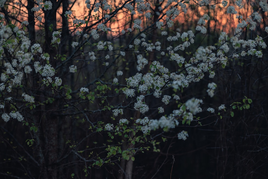 Evening primrose