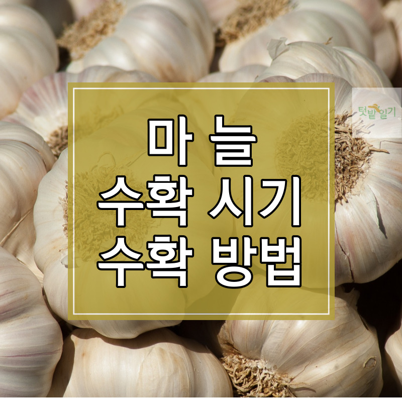 마늘 수확시기 및 수확방법, 저장방법 알아보기