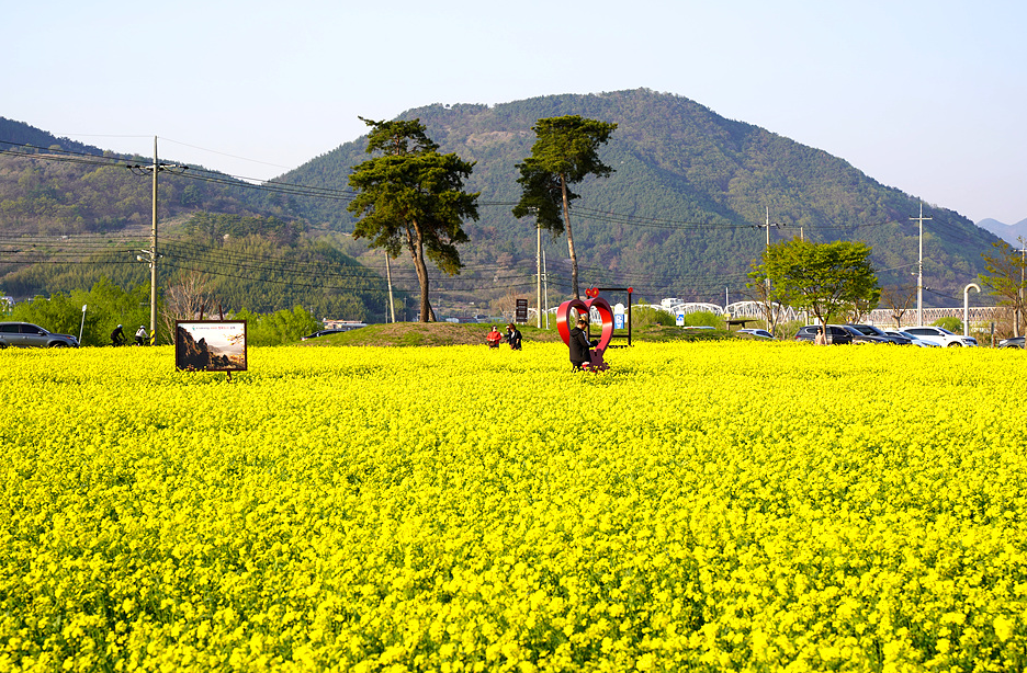 낙동강레일파크 유채꽃1