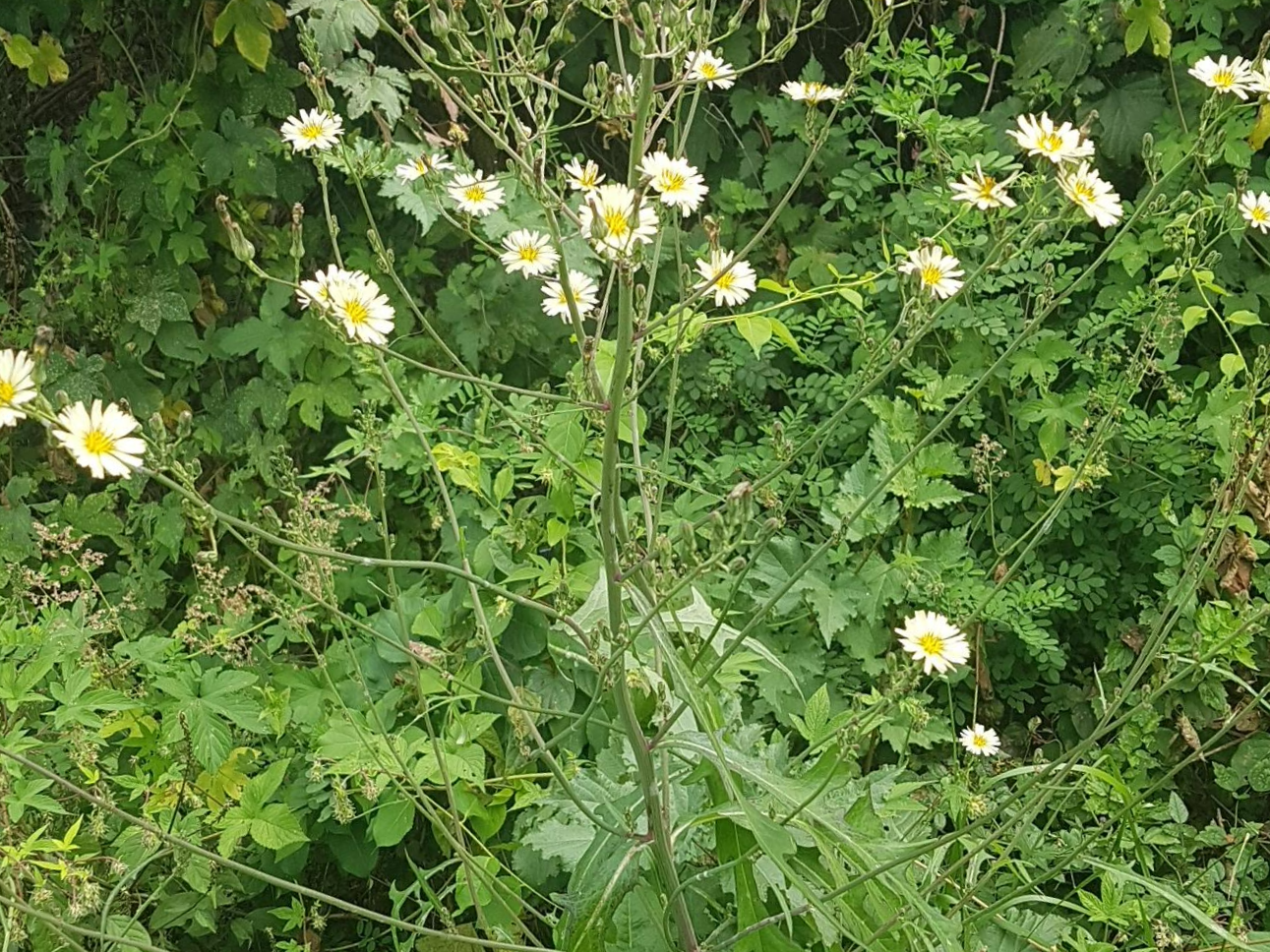 왕고들빼기를 처음 알아본 날의 혼란|비슷한 풀들 사이에서 기준을 세우기까지