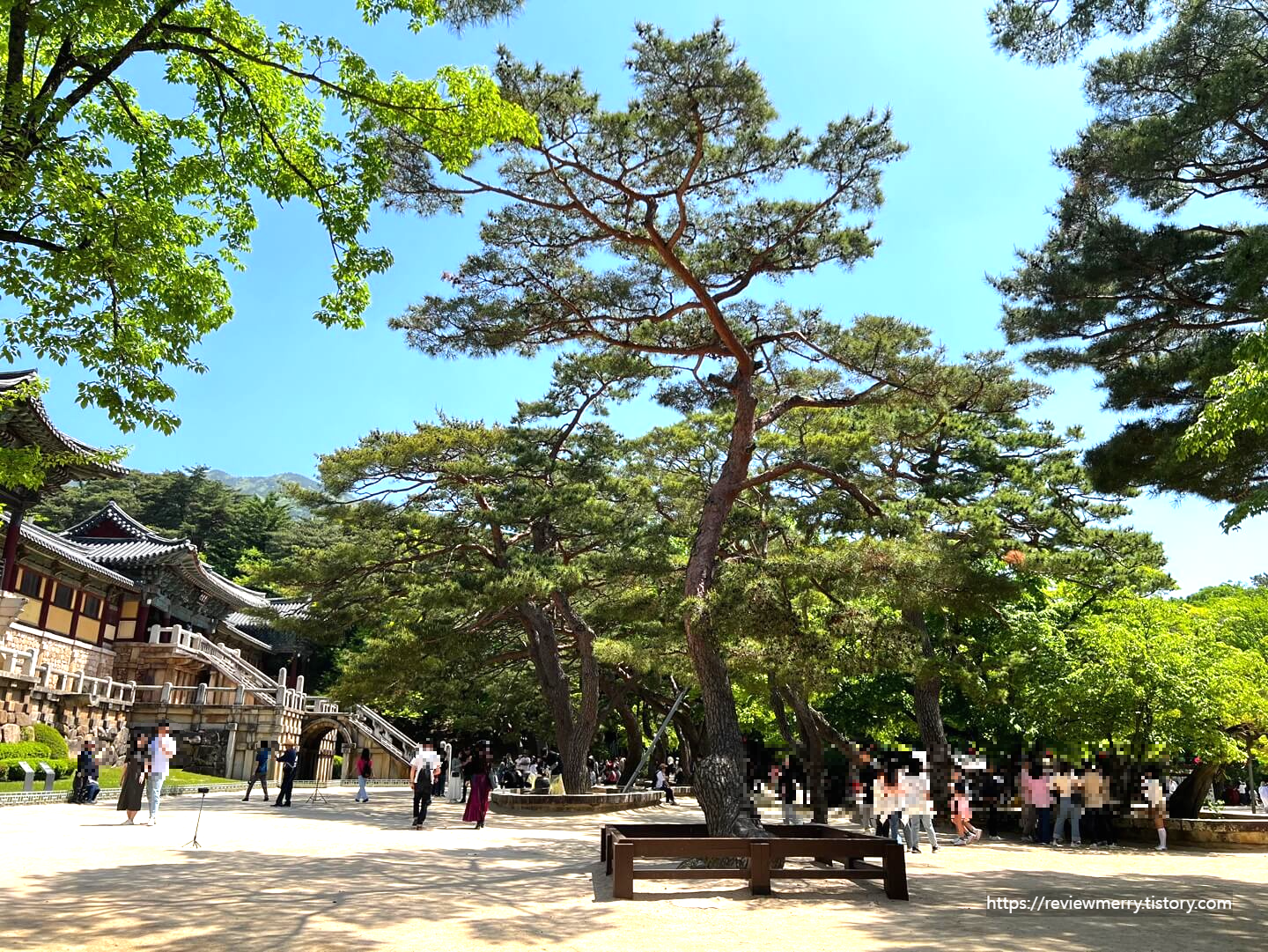 내부중앙 소나무