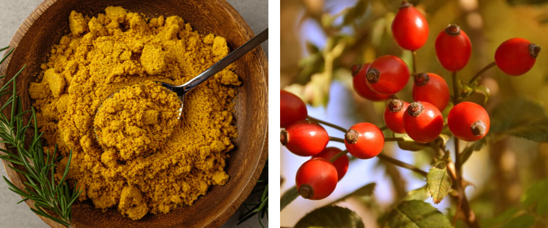 강황 가루 및 가자 열매 사진