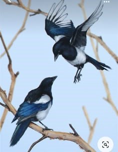 나무가지에-앉아있는-까치가-날아오는-까치를-반기는-모습