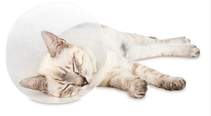 엘리자베스 컬러를 하고 있는 고양이.