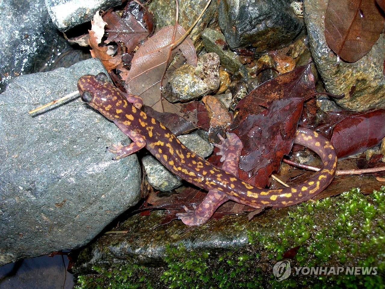 2025 멸종위기 동물｜꼬리치레도롱뇽&amp;#44; 한국 고산습지의 마지막 수호자