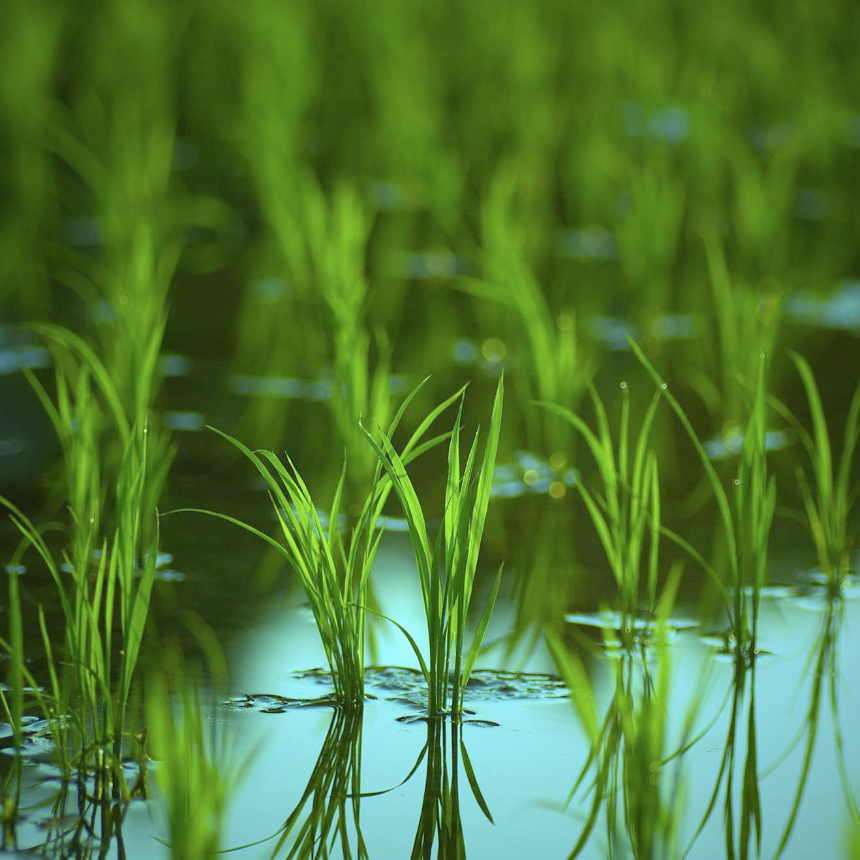 계절의 변화를 세분화한 24 절기 중 '망종' 이해하기