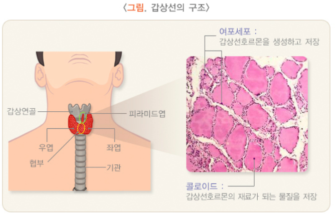 갑상선에 좋은 음식 1