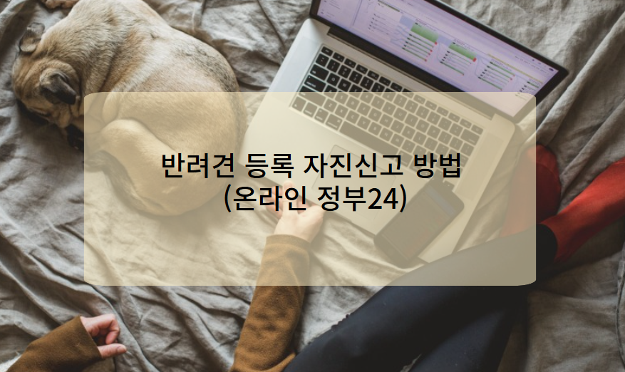 정부 24 반려견 등록