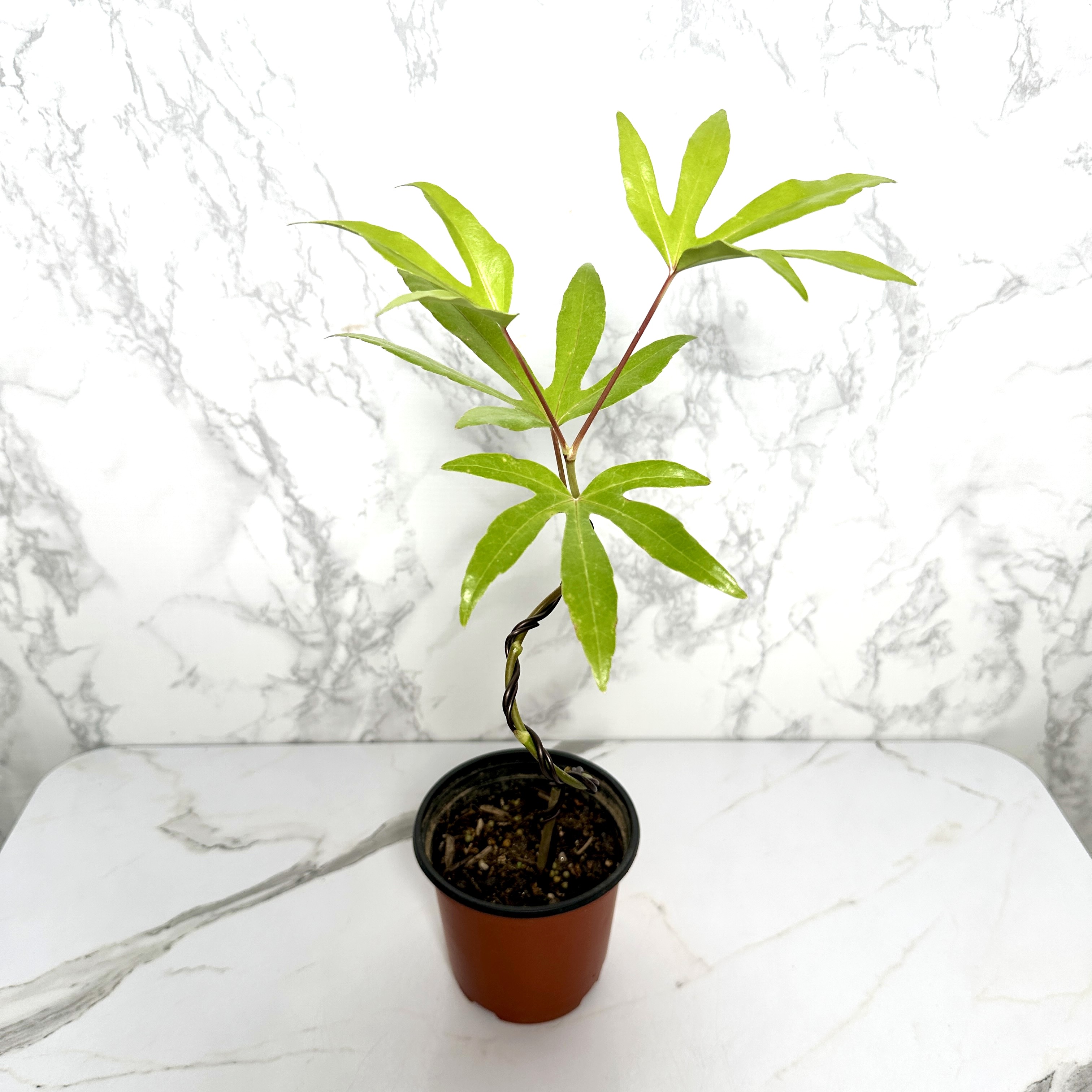 황칠나무 키우기