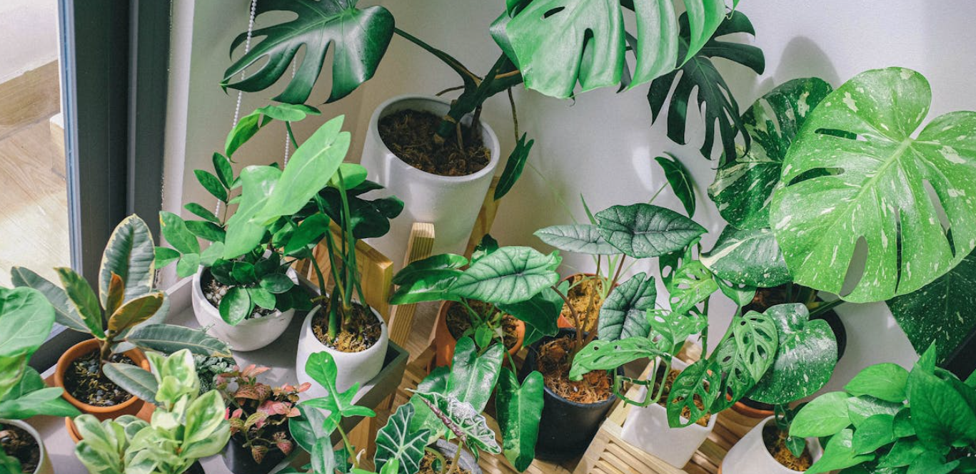 식물별 성장 속도 비교와 관리 포인트