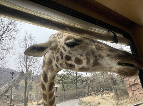 에버랜드 로스트밸리