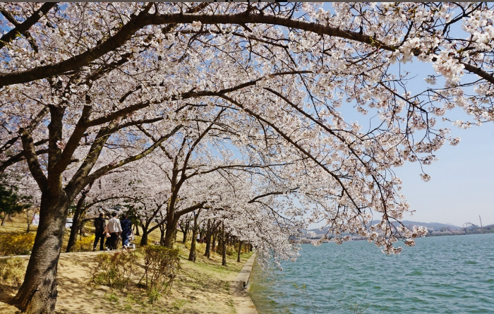 보문호수 벚꽃 이미지