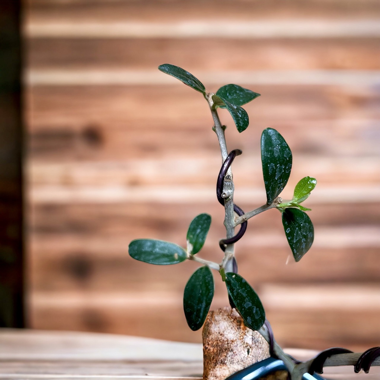 토스카 올리브나무