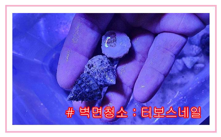 해수어