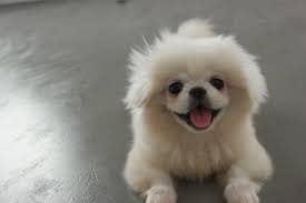 소형견 종류