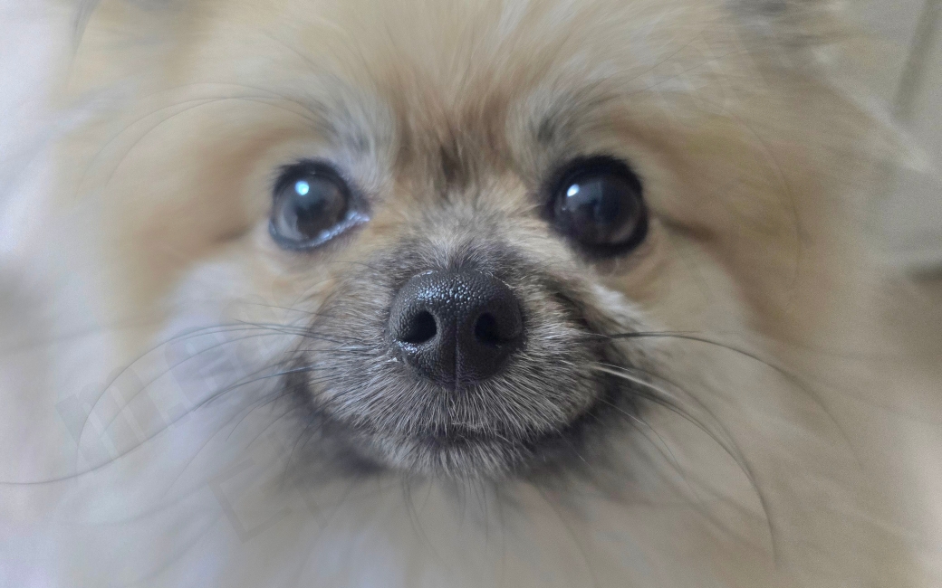 강아지 후각 능력