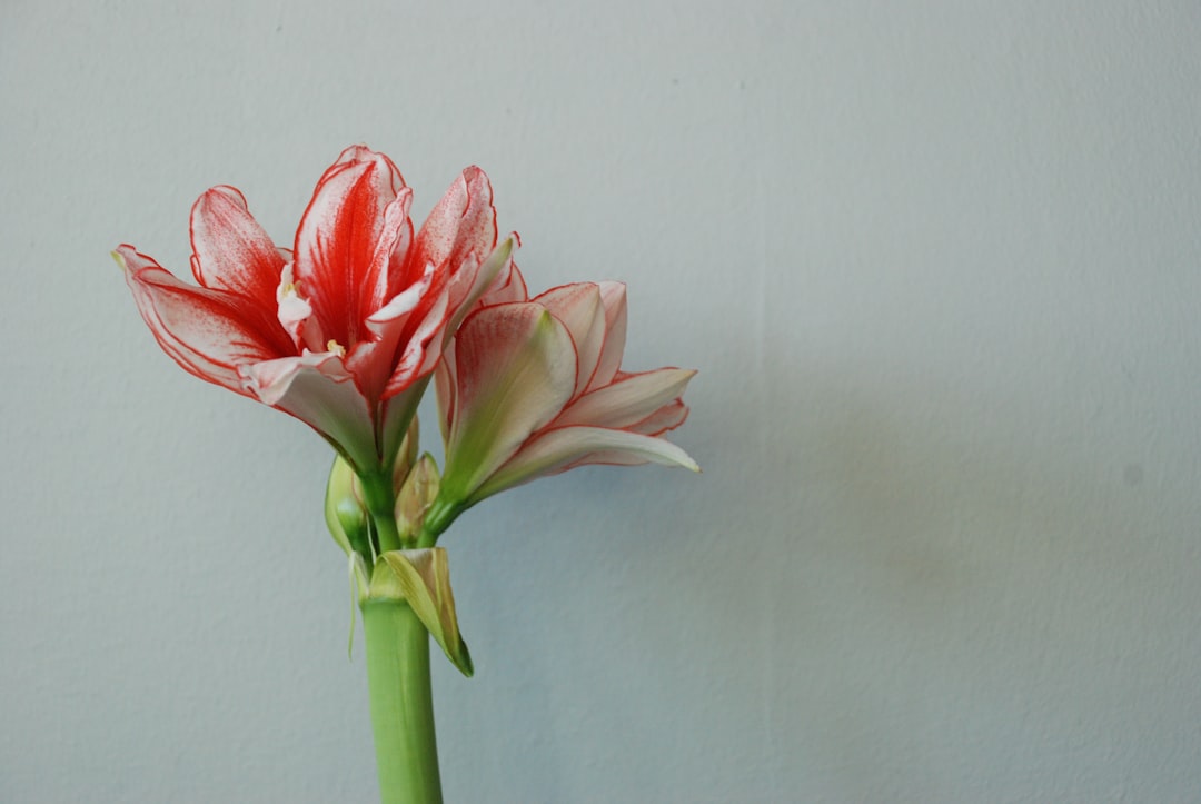 Amaryllis