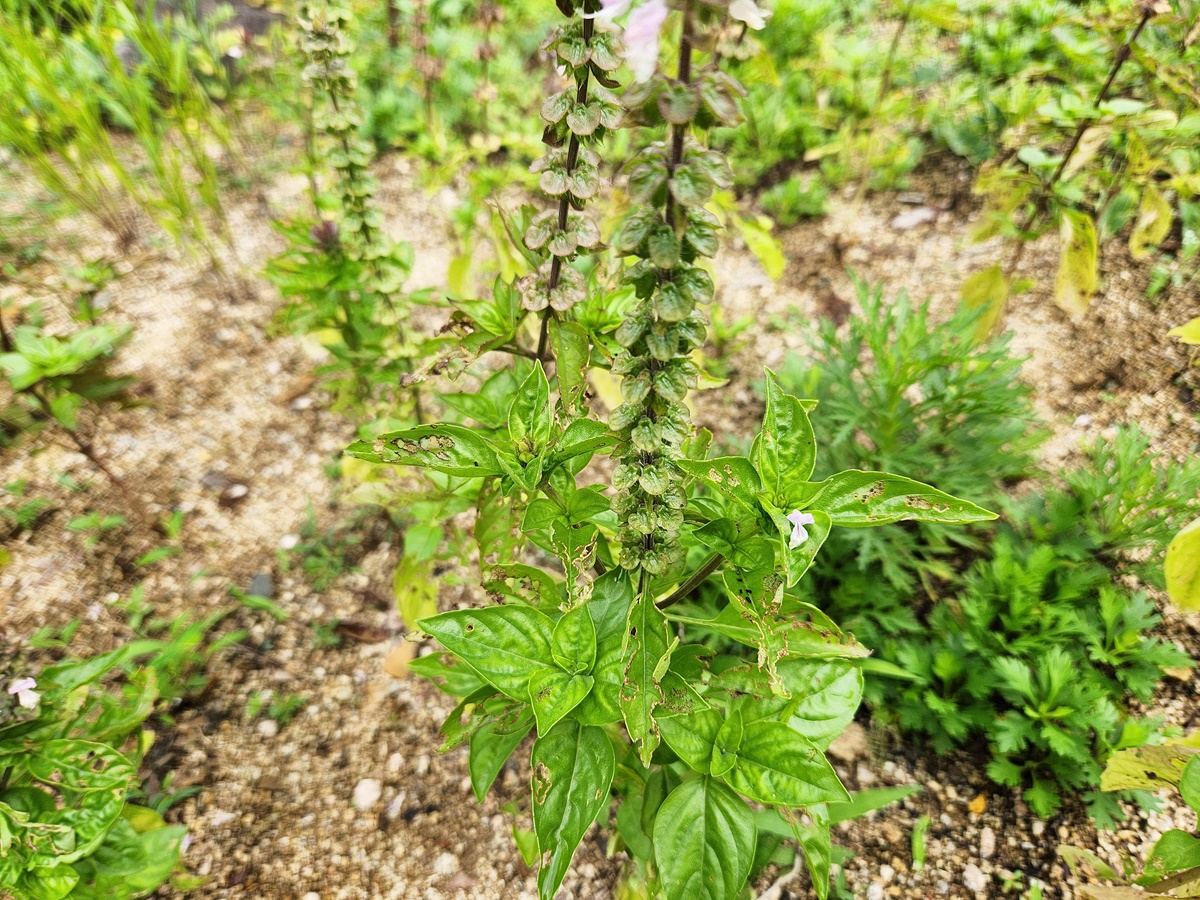 오팔바질