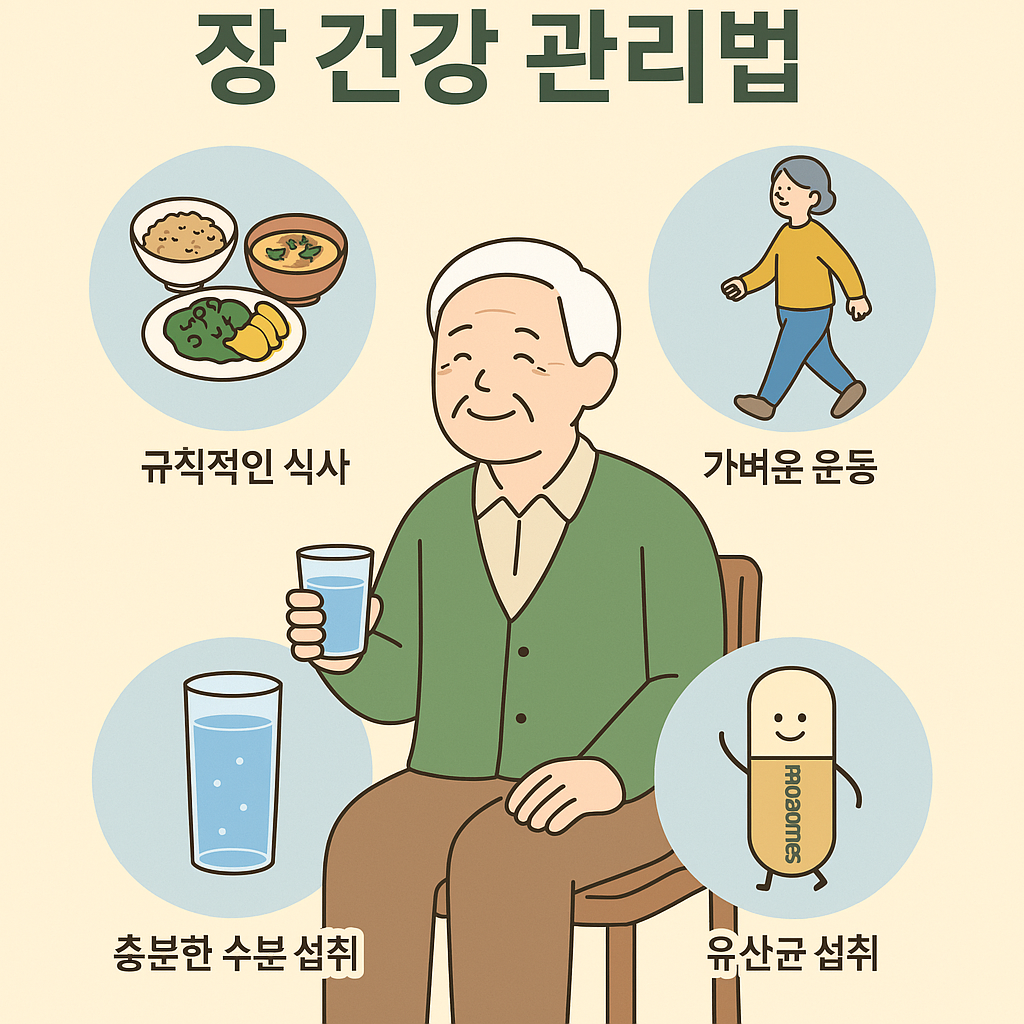 어르신의 장 건강을 위한 식사, 유산균, 물 섭취, 산책 루틴을 표현한 따뜻한 인포그래픽 이미지