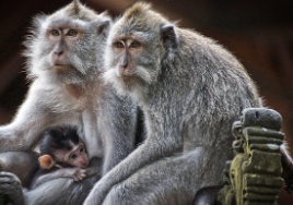 원숭이띠 2025년 운세