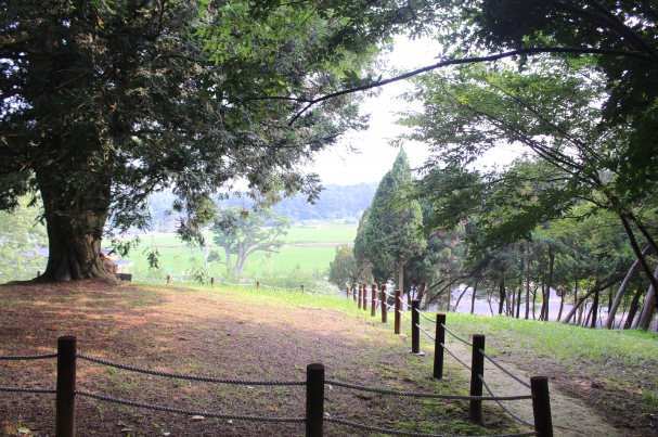 서산 유기방가옥 소나무숲 탐방로 출처-홈페이지