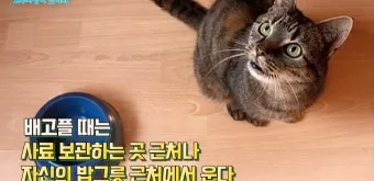 고양이 수다스러운 이유 7가지 행동 심리_13