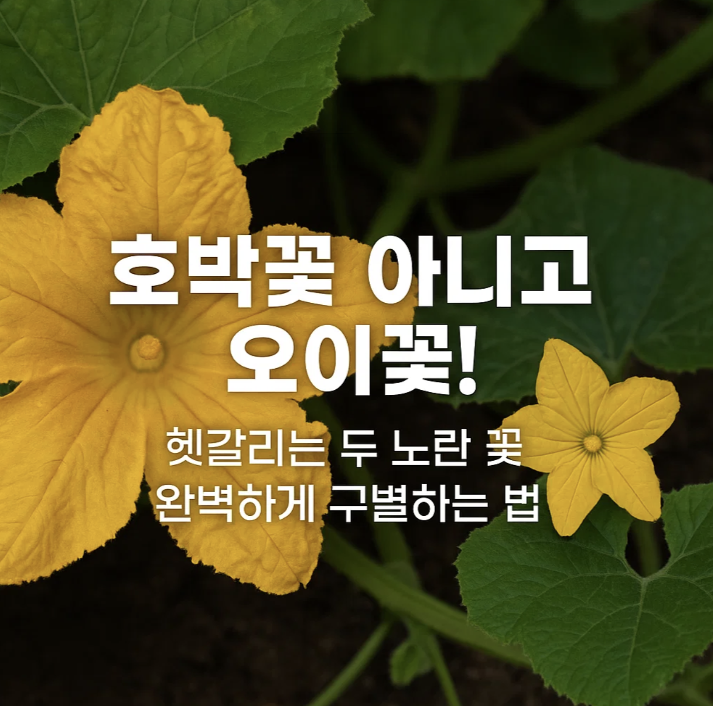 호박꽃 아니고 오이꽃! 헷갈리는 두 노란 꽃 완벽하게 구별하는 법