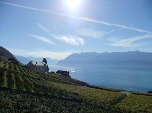 생두의 재배 지역