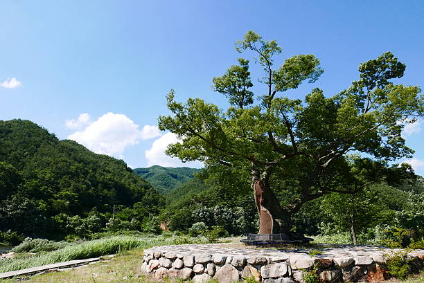 곶자왈의 숨결 속에서– 제주도의 잊힌 마을, 폐가에서의 하룻밤
