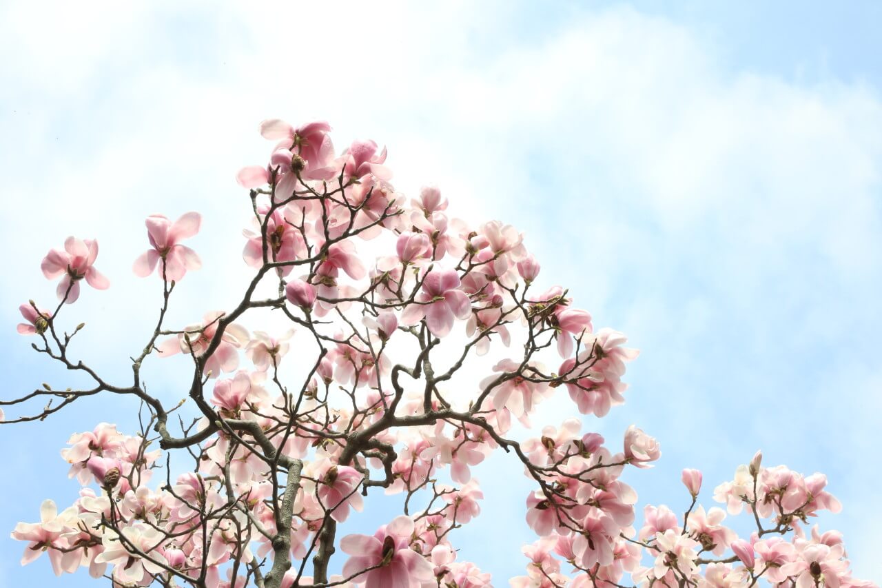 2025 천리포수목원 목련축제 입장료 사전예약