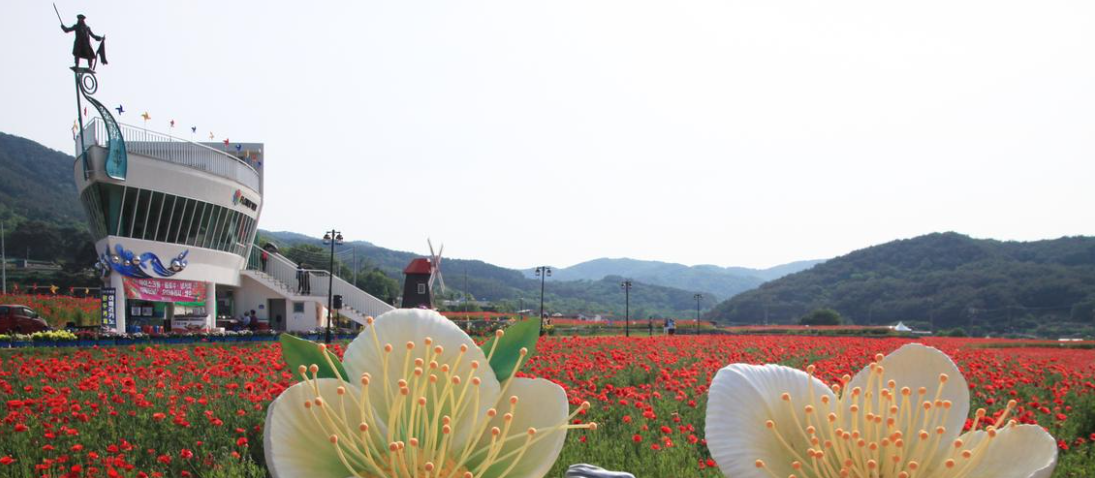 하동 양귀비 꽃 축제