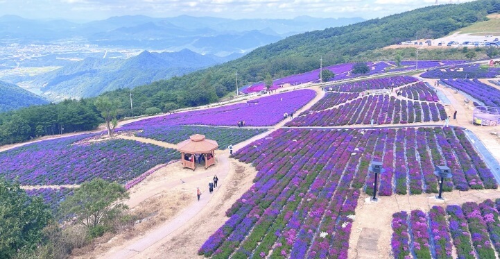전국 가을 꽃 축제 추천 BEST