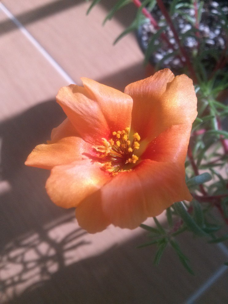 활짝 핀 채송화 꽃