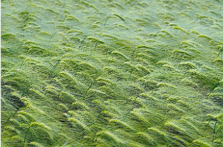 카무트 효소 내돈내산 후기