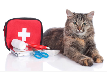 구급상자와 고양이.