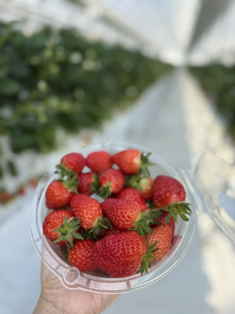 페이머스파머스 딸기따기체험